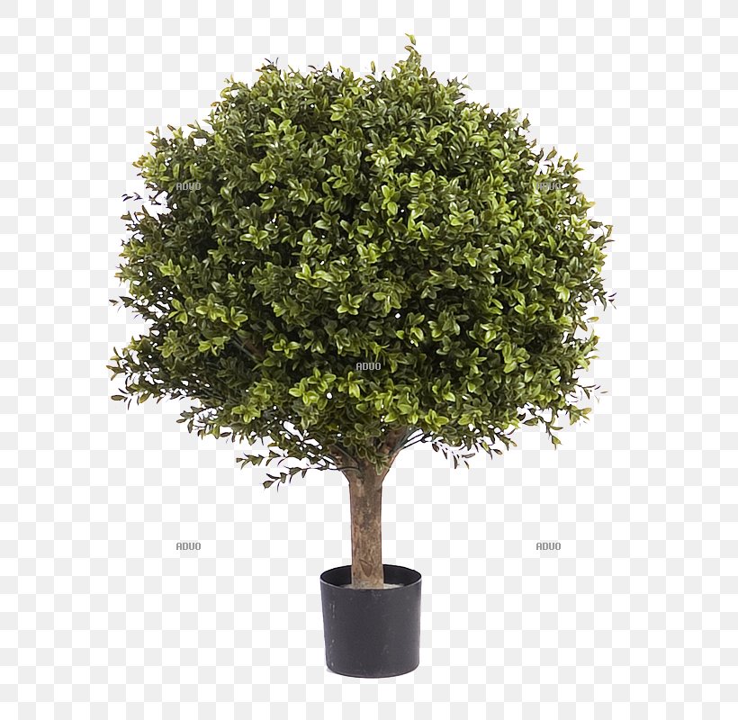 Tree Flowerpot Artificial Flower Olive, PNG, 800x800px, Tree, Artificial Flower, Blomsterbutikk, Bonsai, Buxus Sempervirens Download Free