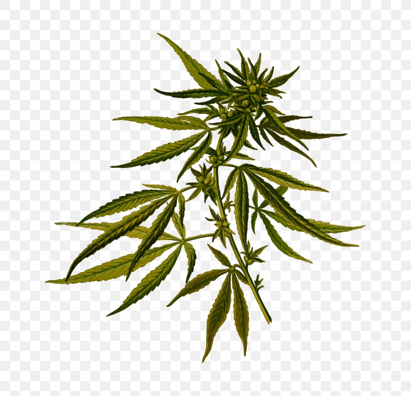 Cannabis Sativa Hemp Hash Oil Medical Cannabis, PNG, 768x790px, Cannabis Sativa, Cannabis, Cannabis Cultivation, Cannabis Flower Essential Oil, Drug Download Free
