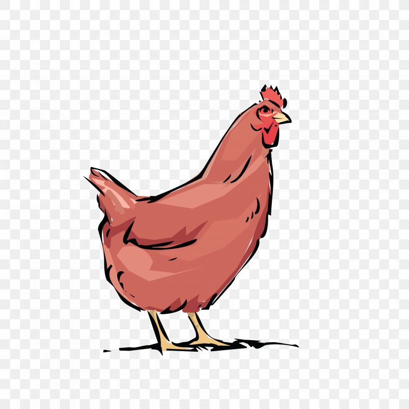 Chicken Rooster Poultry Farming Clip Art, PNG, 4000x4000px, Chicken, Beak, Bird, Fauna, Fowl Download Free