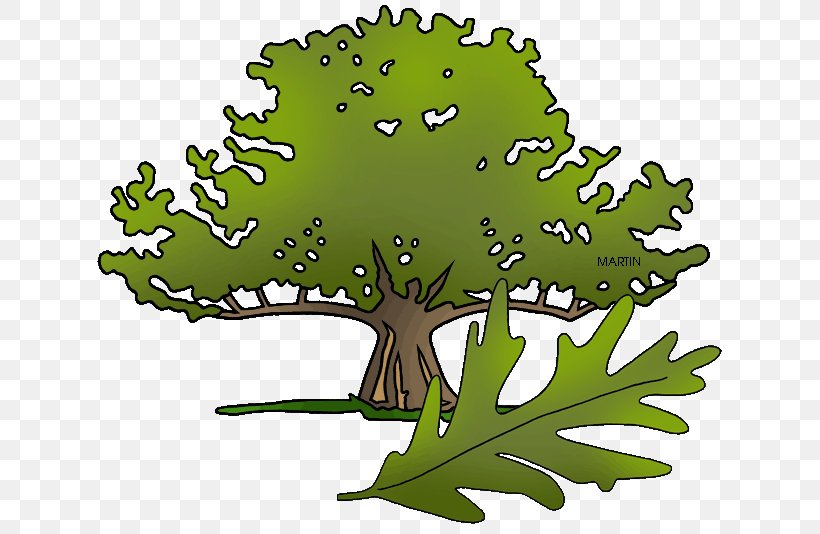 Connecticut Charter Oak State Tree Clip Art, PNG, 640x534px, Connecticut, Branch, Charter, Grass, Green Download Free