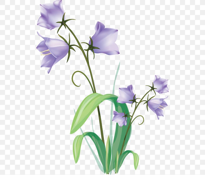 Drawing Art Plant Flower, PNG, 530x701px, Drawing, Art, Artist, Bellflower, Bellflower Family Download Free