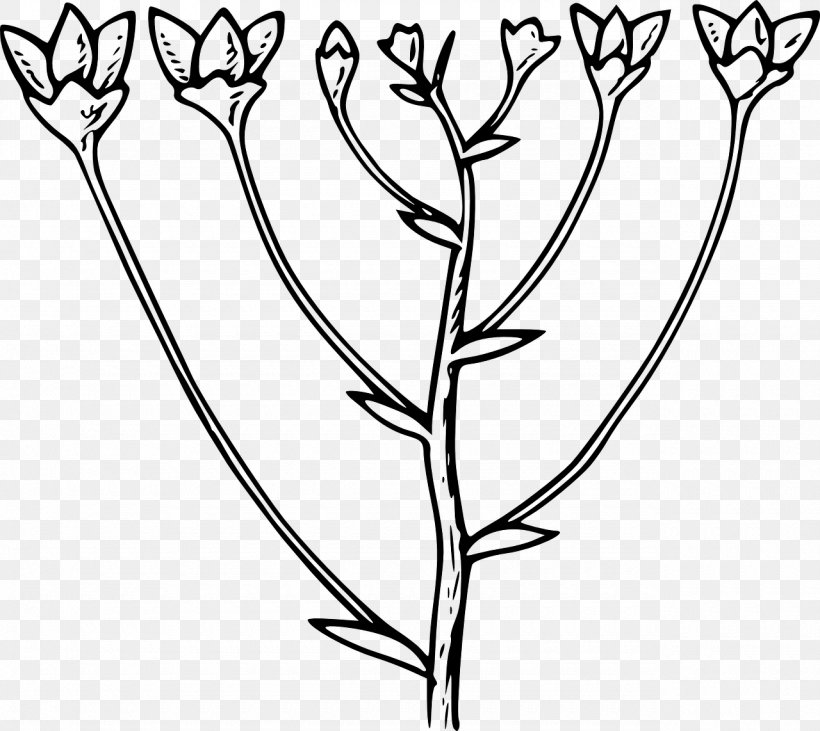 Flower Corymb Clip Art, PNG, 1280x1142px, Flower, Black And White, Botany, Branch, Color Download Free