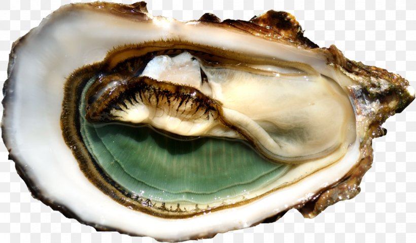Galway International Oyster Festival Marennes-Oléron Clam Mussel, PNG, 1085x636px, Oyster, Animal Source Foods, Bivalvia, Clam, Clams Oysters Mussels And Scallops Download Free