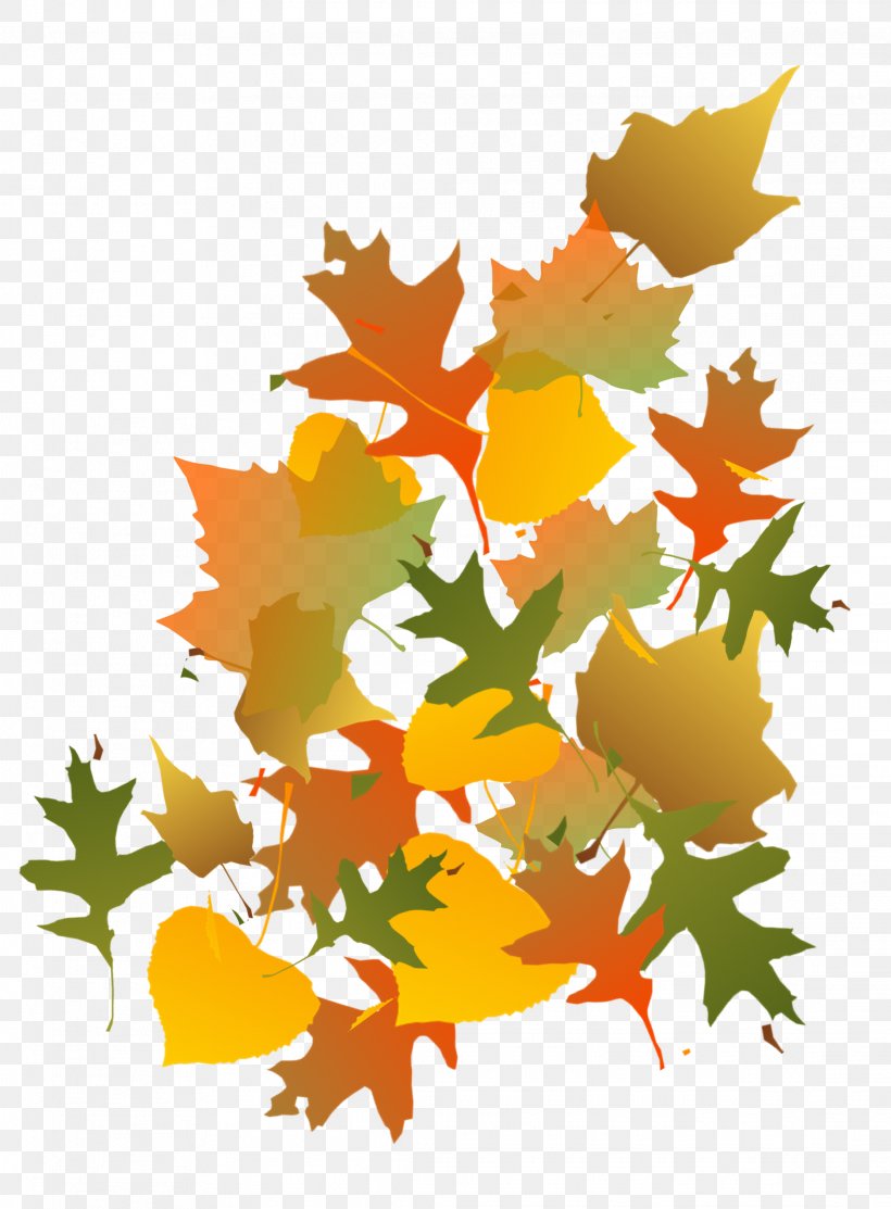 Maple Leaf Autumn, PNG, 2226x3024px, Maple Leaf, Autumn, Branch, Flowering Plant, Leaf Download Free