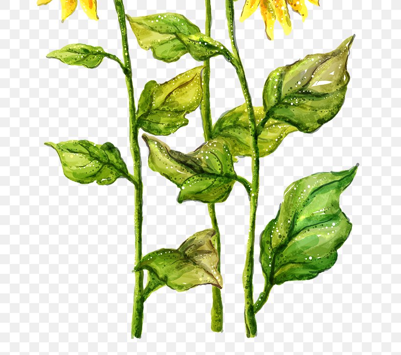 Common Sunflower Drawing Painting, PNG, 734x726px, Common Sunflower, Art, Branch, Canvas, Drawing Download Free