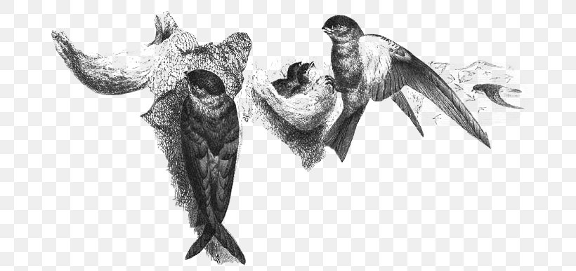 Edible Bird's Nest Edible-nest Swiftlet Bird Nest Black-nest Swiftlet, PNG, 711x387px, Edible Birds Nest, Aerodramus, Barn Swallow, Bird, Bird Nest Download Free