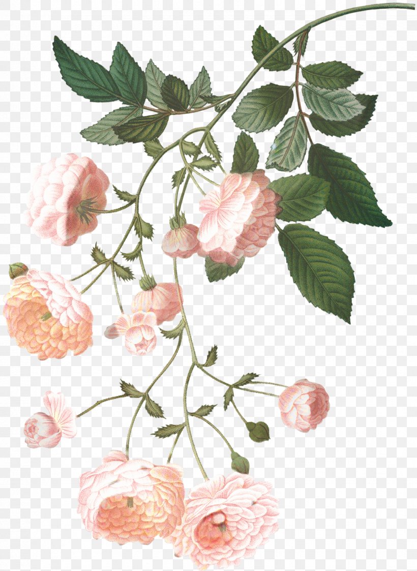 Family Tree Drawing, PNG, 1749x2396px, Multiflora Rose, Branch, Drawing, Flower, Leaf Download Free
