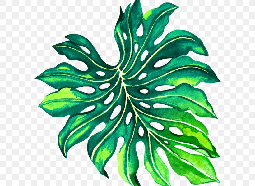 Leaf Plant Stem Flower YouTube Tree, PNG, 600x600px, Leaf, Beach, Flower, Orchids, Organism Download Free