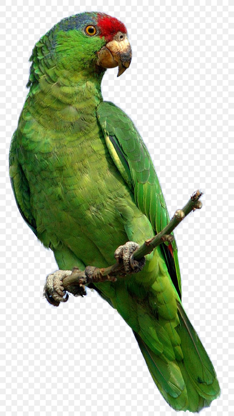 Parrot Red-crowned Amazon Bird Clip Art, PNG, 775x1456px, Parrot, Beak, Bird, Common Pet Parakeet, Document Download Free