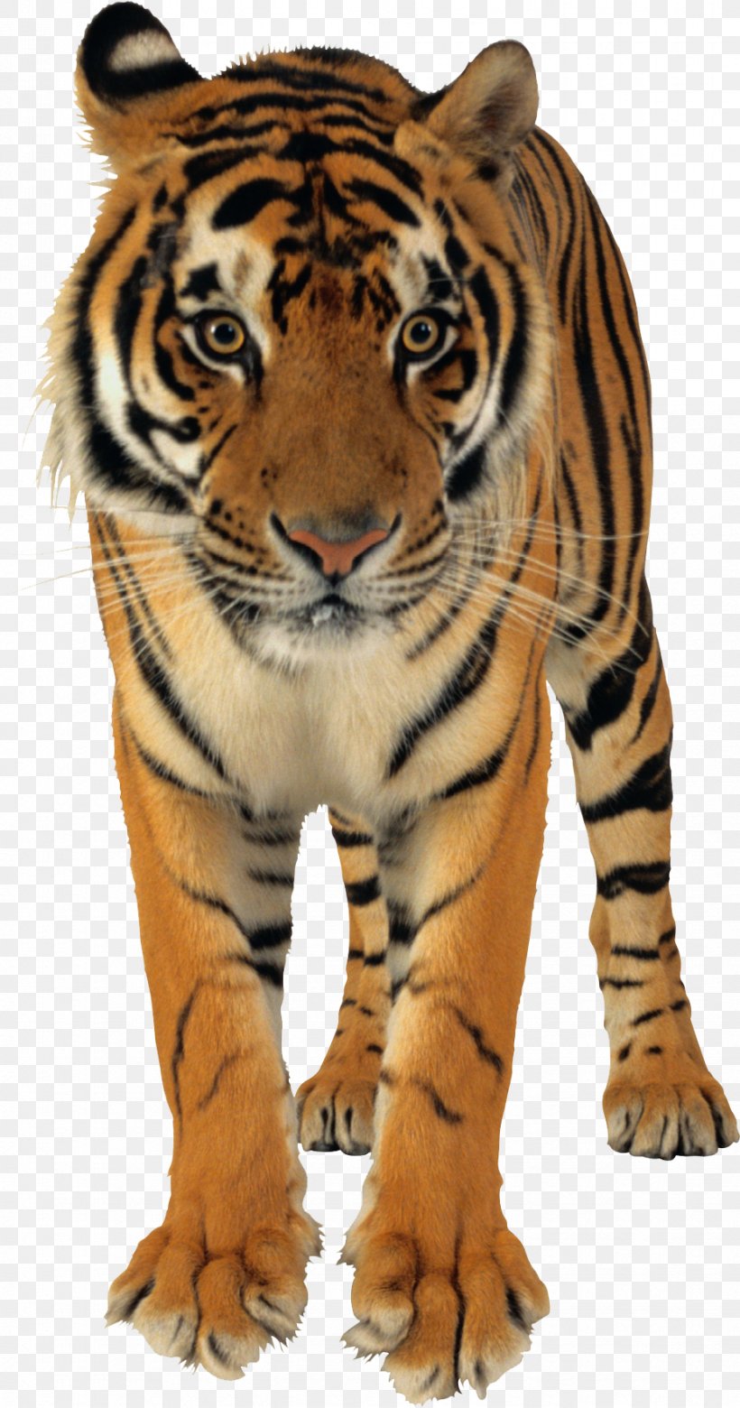Bengal Tiger Lion White Tiger, PNG, 925x1760px, Bengal Tiger, Big Cats, Carnivoran, Cat Like Mammal, Face Download Free