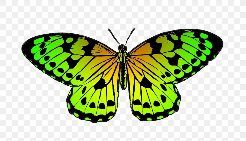Butterfly Green Clip Art, PNG, 709x469px, Butterfly, Arthropod, Brush Footed Butterfly, Colias, Green Download Free