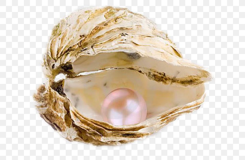 De Oestercompagnie Pearl Seashell Oyster Necklace, PNG, 650x534px, Pearl, Charms Pendants, Clam, Clams Oysters Mussels And Scallops, Crown Download Free