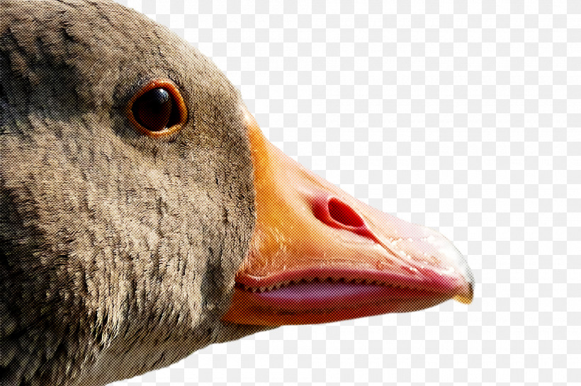 Goose Wild Animal, PNG, 1920x1278px, Goose, Animal, Beak, Bird, Closeup Download Free