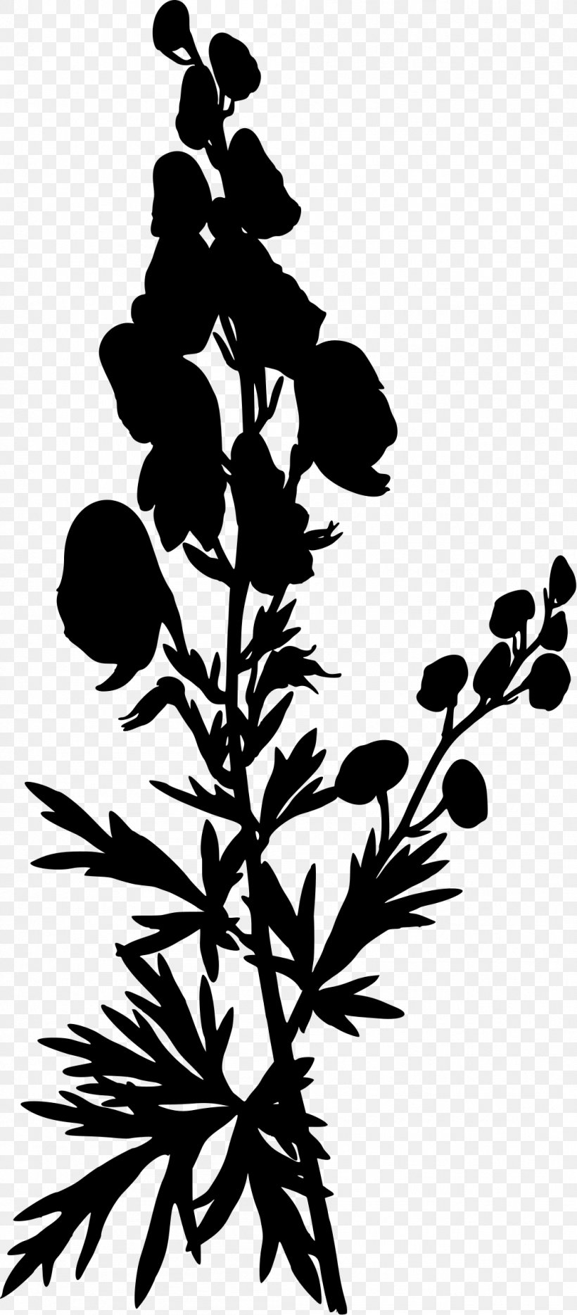 Kohler S Medicinal Plants Aconite Eudicots Aconitum Lycoctonum Png 1054x2400px Aconite Belladonna Black And White Branch Drawing
