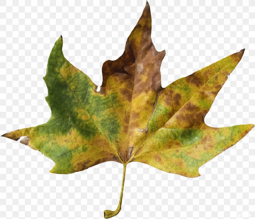 Maple Leaf RAR Clip Art, PNG, 1200x1033px, Leaf, Archive File, Maple Leaf, Plant, Rar Download Free