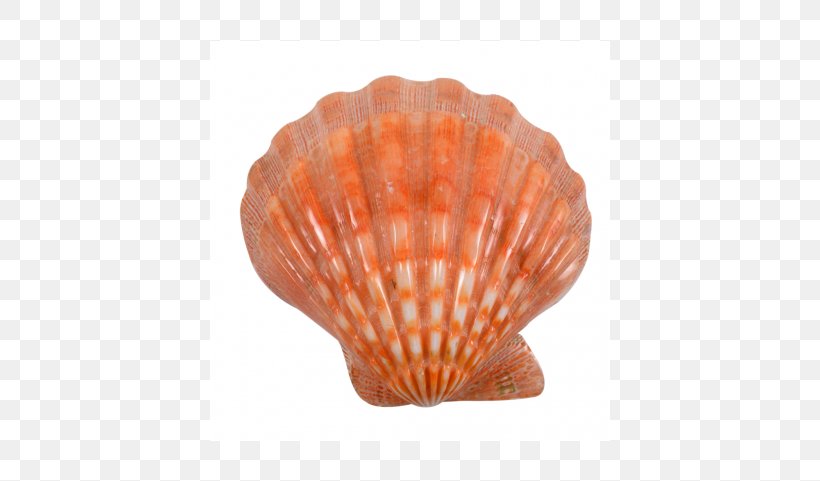 Oyster Seashell Scallop Clam Mollusc Shell, PNG, 400x481px, Oyster, Clam, Clams Oysters Mussels And Scallops, Cockle, Conch Download Free