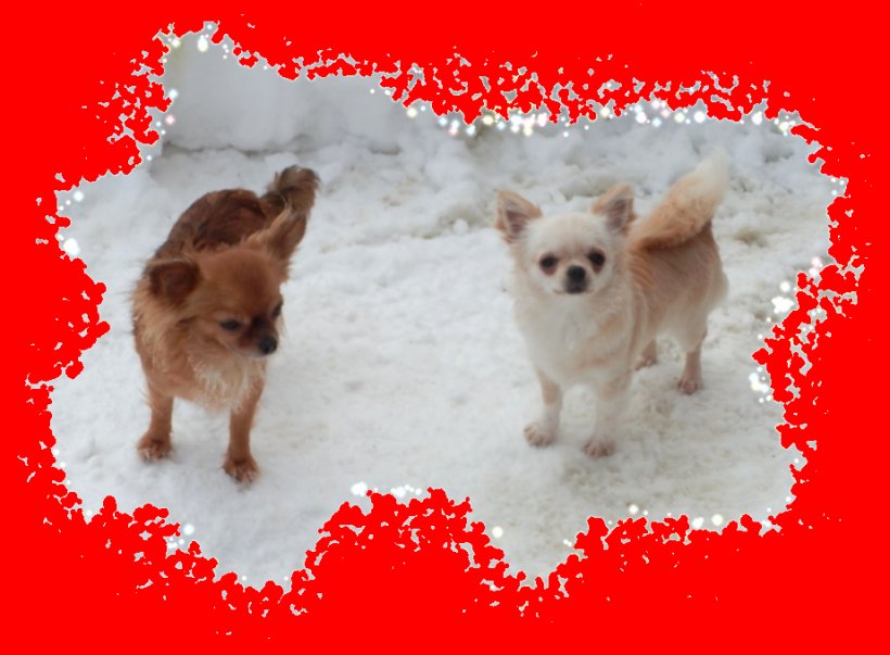 Chihuahua Pomeranian Puppy Dog Breed Companion Dog, PNG, 923x679px, 2017, 2018, Chihuahua, Breed, Breed Group Dog Download Free