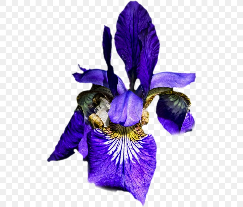 Cut Flowers Petal, PNG, 508x700px, Cut Flowers, Flower, Flowering Plant, Iris, Iris Family Download Free