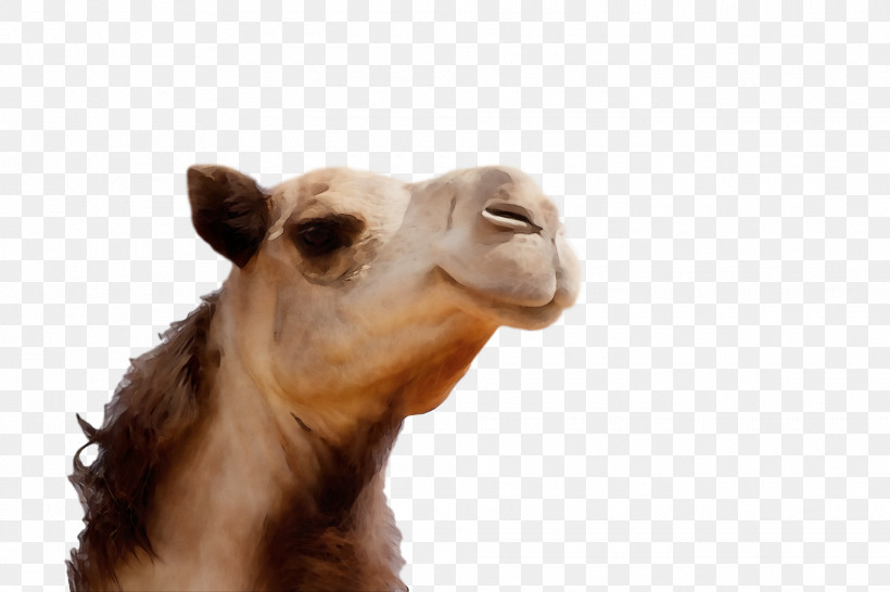 Dromedary Snout Camels Science Biology, PNG, 1920x1280px, Watercolor, Biology, Camels, Dromedary, Paint Download Free