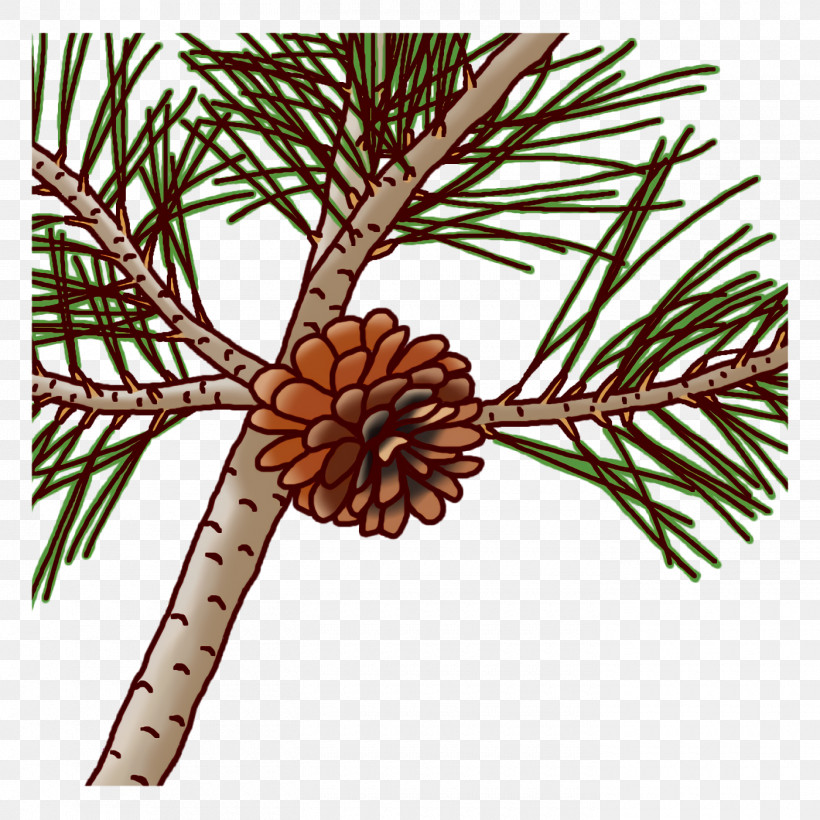 Plant Stem Pine Twig Flower Plants, PNG, 1400x1400px, Plant Stem, Biology, Flower, Pine, Plant Structure Download Free