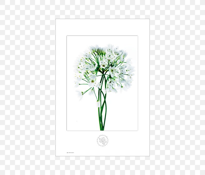 Medicinal Plants Pianta Officinale Botany Garlic, PNG, 700x700px, Plant, Allium, Botany, Bulb, Cut Flowers Download Free