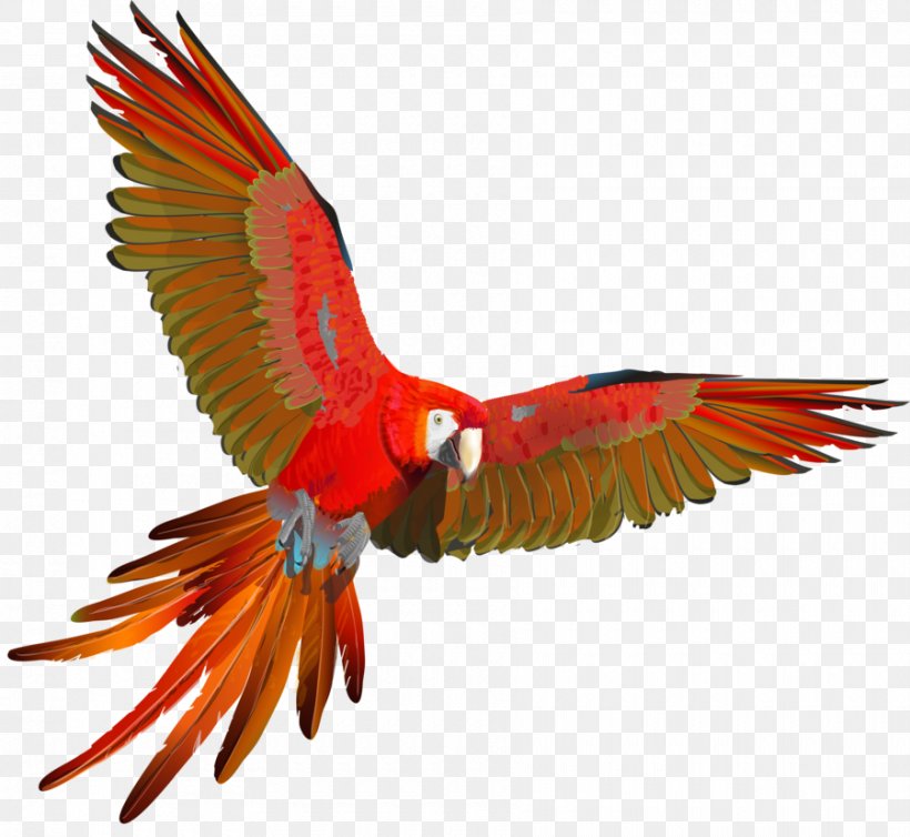 Scarlet Macaw Parrot Red-and-green Macaw Blue-and-yellow Macaw, PNG, 900x828px, Macaw, Beak, Bird, Blueandyellow Macaw, Color Download Free