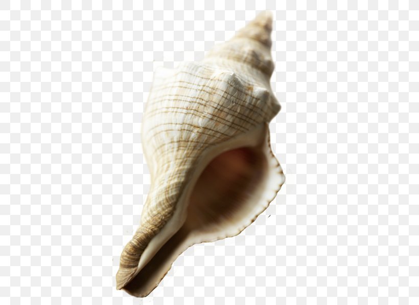 Sea Snail Beach Conch, PNG, 596x596px, Sea Snail, Beach, Conch, Conchology, Lobatus Gigas Download Free