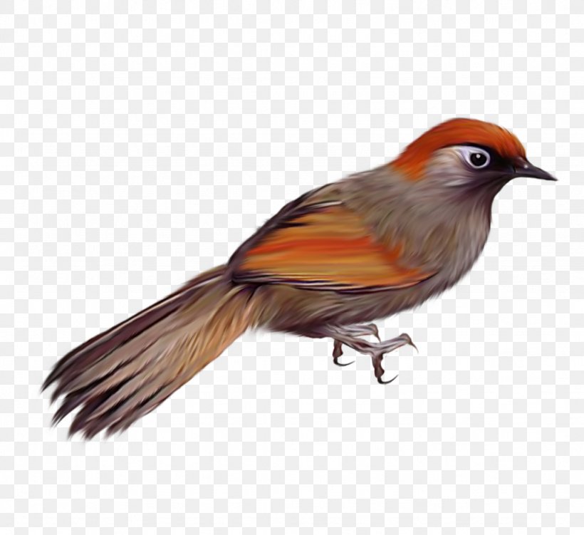 Bird Clip Art, PNG, 1024x938px, Bird, Beak, Bee Hummingbird, Cdr, Common Ostrich Download Free