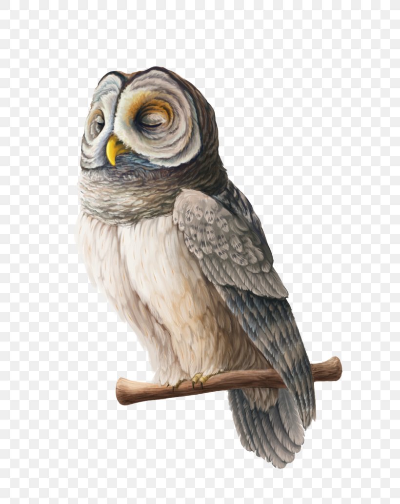 Owl Fauna Beak, PNG, 773x1033px, Owl, Beak, Bird, Bird Of Prey, Fauna Download Free