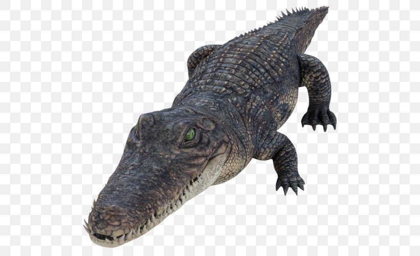 Reptile Alligator Crocodilia Crocodile American Alligator, PNG, 500x500px, Reptile, Alligator, American Alligator, American Crocodile, Animal Figure Download Free