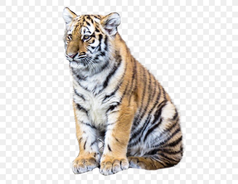 Tiger Desktop Wallpaper Clip Art, PNG, 500x634px, Tiger, Big Cats, Carnivoran, Cat Like Mammal, Computer Software Download Free