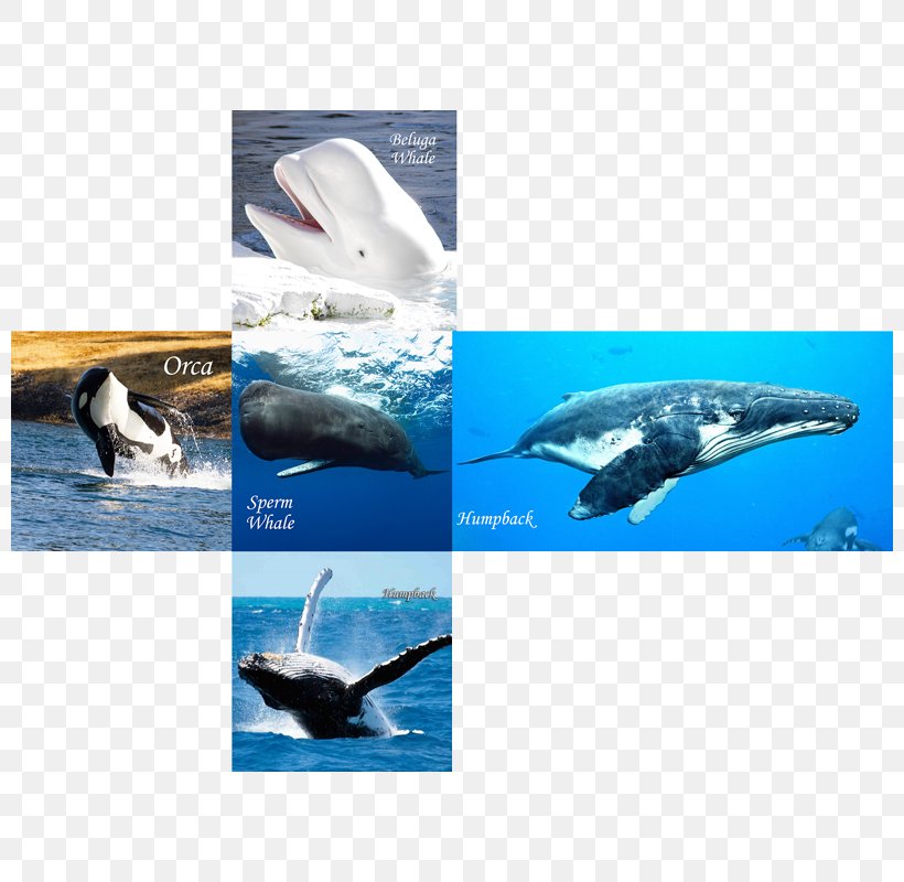 Wholphin Whales And Dolphins Of Aotearoa New Zealand Cetacea IPhone 6 Marine Biology, PNG, 800x800px, Wholphin, Biology, Cafepress, Cetacea, Dolphin Download Free