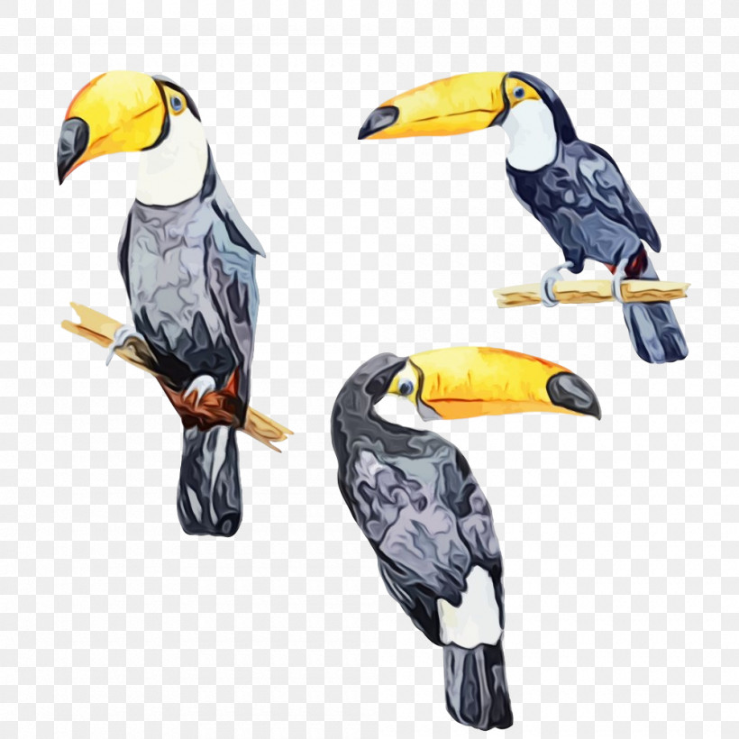 Bird Toucan Beak Hornbill Piciformes, PNG, 1000x1000px, Watercolor, Beak, Bird, Coraciiformes, Hornbill Download Free