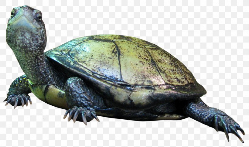 Box Turtle Reptile Tortoise, PNG, 1150x680px, Turtle, Animal, Box Turtle, Chelydridae, Common Snapping Turtle Download Free