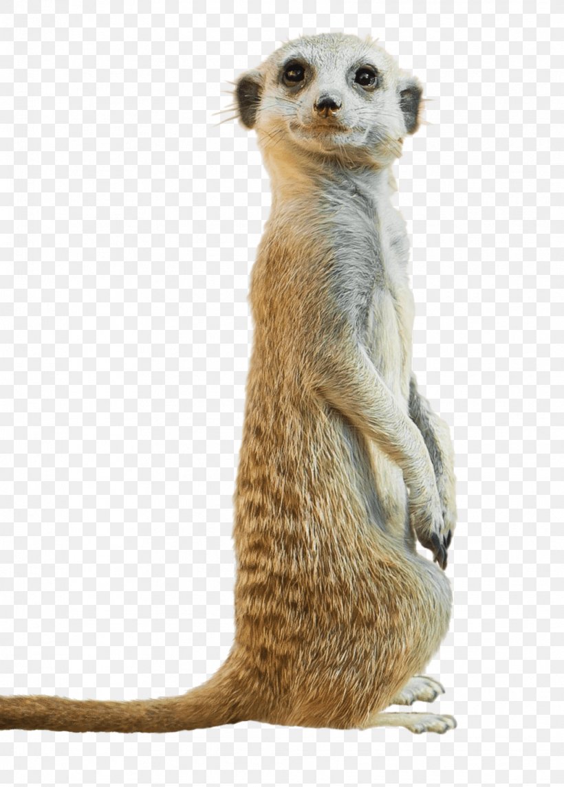 Meerkat Stock Photography Royalty-free, PNG, 1034x1444px, Meerkat, Animal, Carnivoran, Child, Compare The Meerkat Download Free