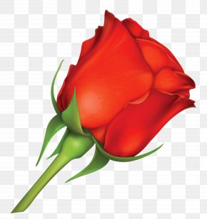 Large Red Rose Image - Rose Red Pink Clip Art PNG