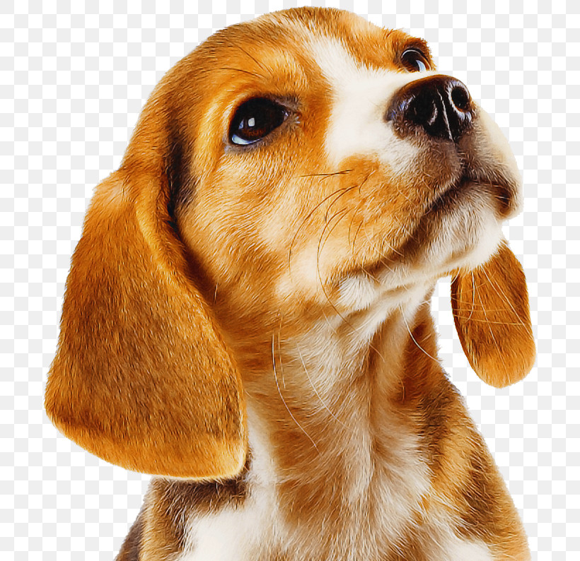 Dog Beagle Companion Dog Snout Nose, PNG, 709x794px, Dog, American Foxhound, Artois Hound, Beagle, Beagleharrier Download Free