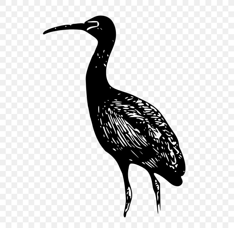 Glossy Ibis Drawing Clip Art, PNG, 756x800px, Glossy Ibis, African Sacred Ibis, American White Ibis, Beak, Bird Download Free