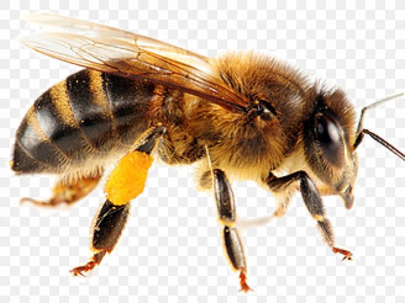 Honey Bee Insect Swarming Yellowjacket, PNG, 900x675px, Bee, Arthropod, Bee Pollen, Beehive, Beekeeping Download Free