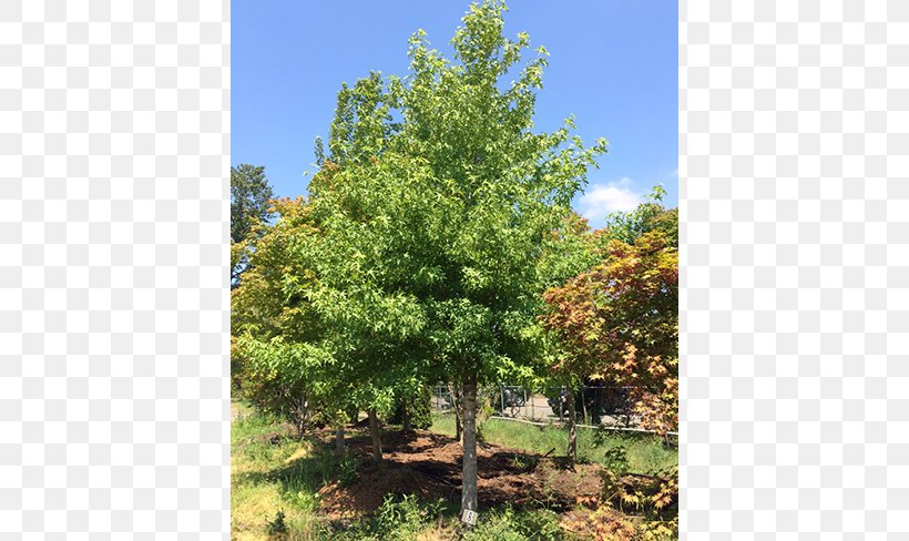 Larch Shade Tree Oak Evergreen, PNG, 650x488px, Larch, Biome, Broadleaved Tree, Conifer, Ecosystem Download Free