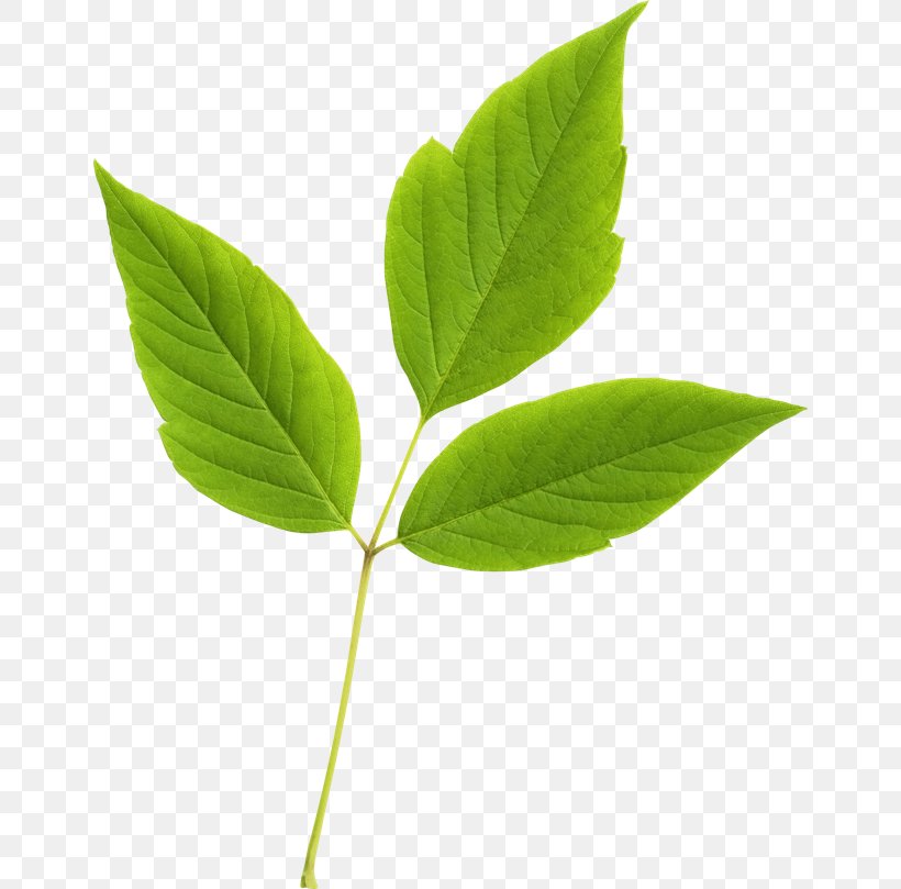 Leaf Branch Tree Image, PNG, 650x809px, Leaf, Branch, Digital Image, Net, Plant Download Free