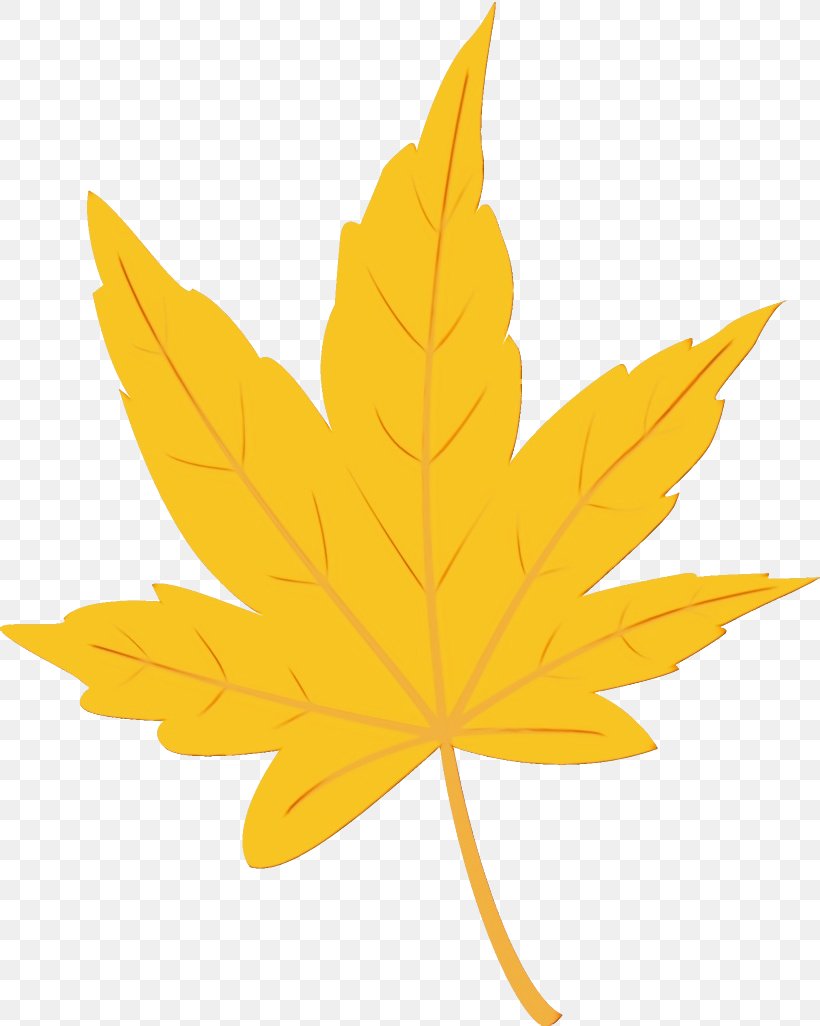 Maple Leaf, PNG, 820x1026px, Watercolor, Black Maple, Leaf, Maple, Maple Leaf Download Free