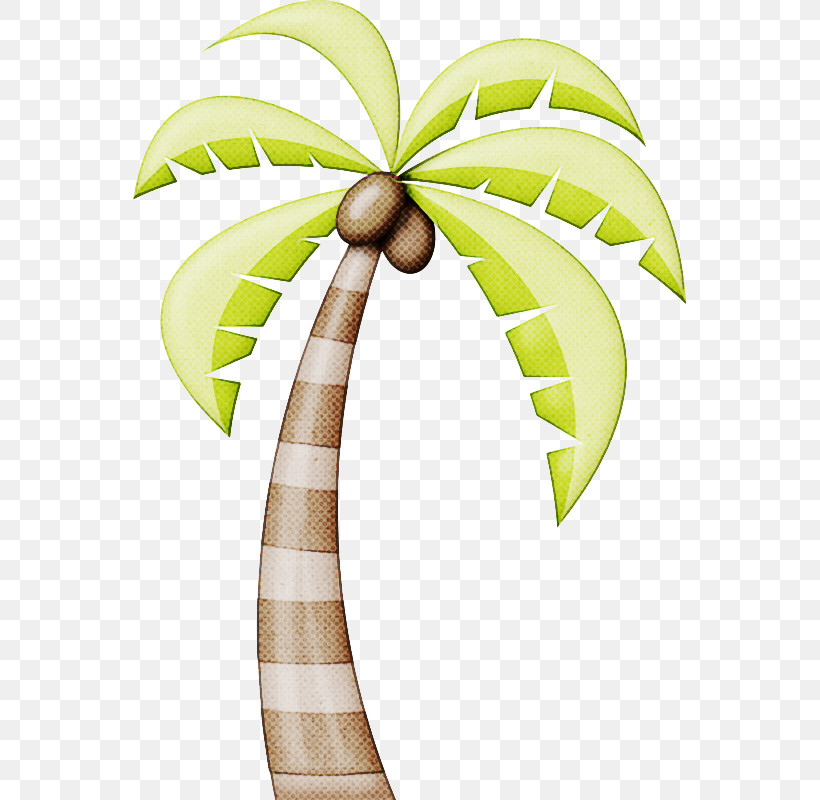 Palm Tree, PNG, 553x800px, Palm Tree, Arecales, Coconut, Leaf, Plant Download Free