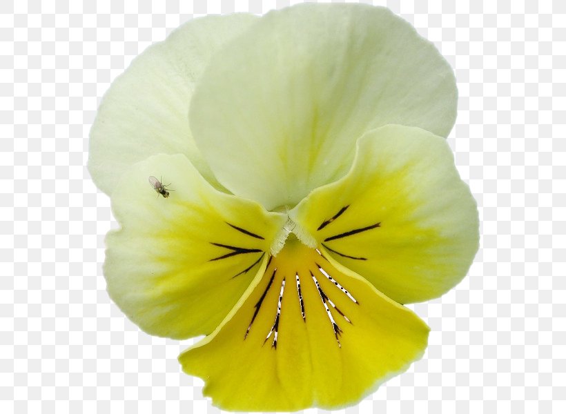 Pansy Herbaceous Plant, PNG, 578x600px, Pansy, Flower, Flowering Plant, Herbaceous Plant, Petal Download Free