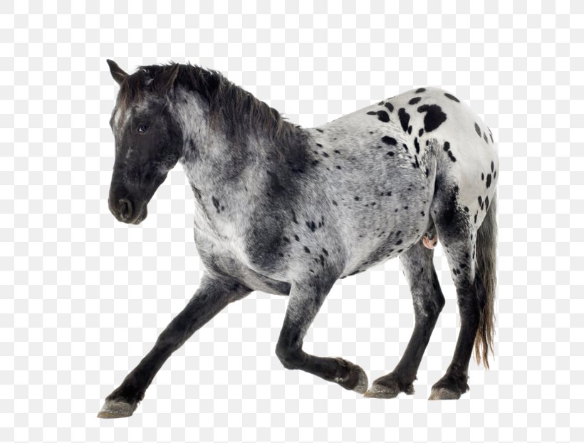 Appaloosa Arabian Horse Mare Gray Equestrian, PNG, 800x622px, Appaloosa, Arabian Horse, Black, Colt, Equestrian Download Free