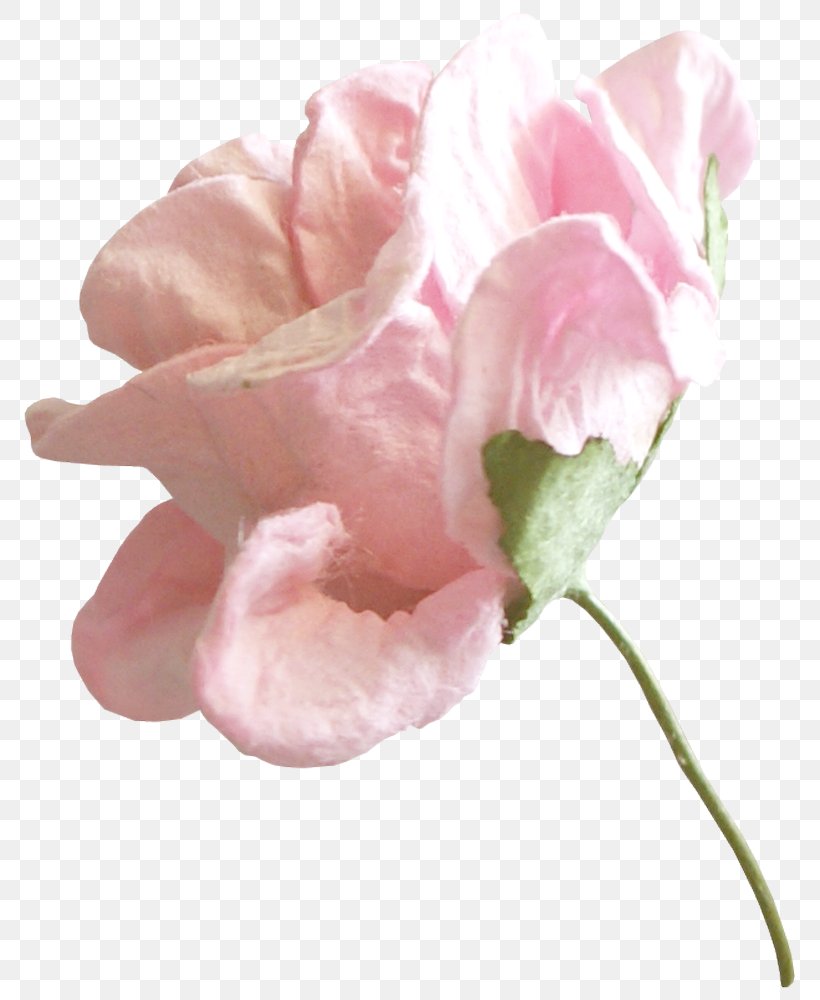 Garden Roses Cabbage Rose Cut Flowers Drawing, PNG, 796x1000px, Garden Roses, Blossom, Bud, Cabbage Rose, Cut Flowers Download Free