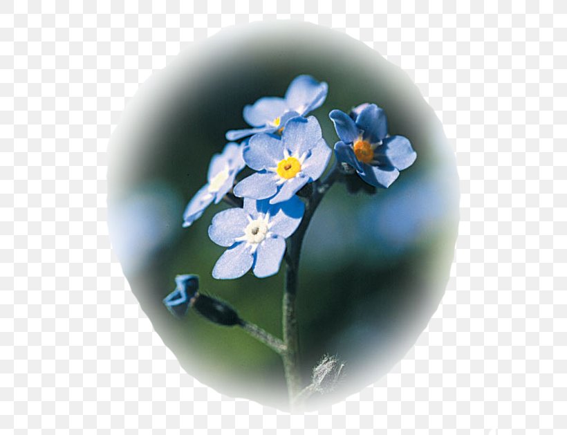Myosotis Sylvatica Flower Cynoglossum Amabile Myosotis Laxa Seed, PNG, 615x629px, Myosotis Sylvatica, Blue, Borage Family, Cobalt Blue, Cynoglossum Amabile Download Free
