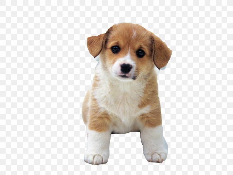 Puppy Dalmatian Dog Beagle Labrador Retriever Golden Retriever, PNG, 1600x1200px, Puppy, Beagle, Cardigan Welsh Corgi, Carnivoran, Companion Dog Download Free