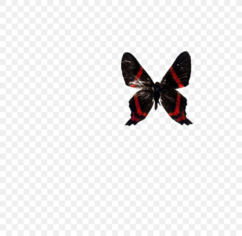 Butterfly Computer File, PNG, 800x800px, Butterfly, Black, Insect, Invertebrate, Moths And Butterflies Download Free