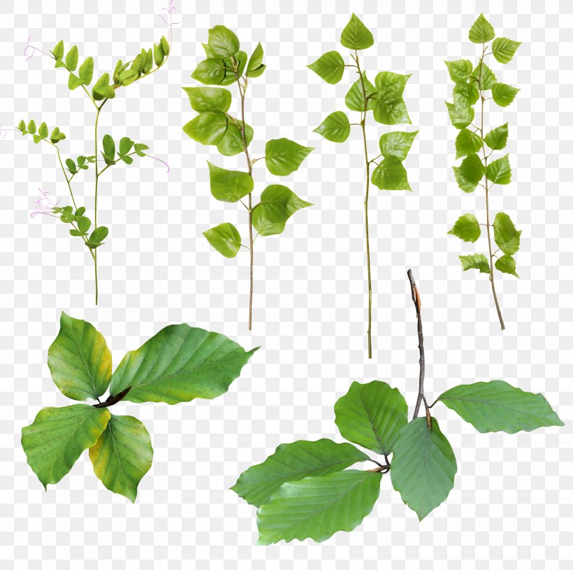 Leaf Herbalism Plant Stem Branching, PNG, 3567x3548px, Leaf, Branch, Branching, Herb, Herbalism Download Free